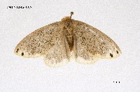 藏品(毒蛾科)的圖片